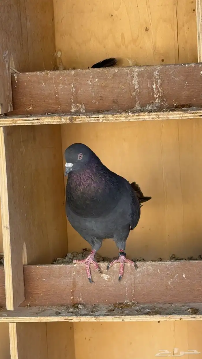 للبيع ذكر حمام قطيفي 0