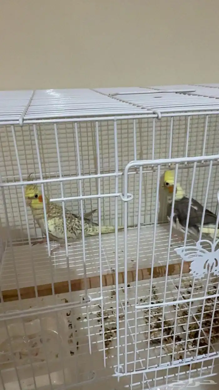 طيور كروان زوج ذكر و انثى 2