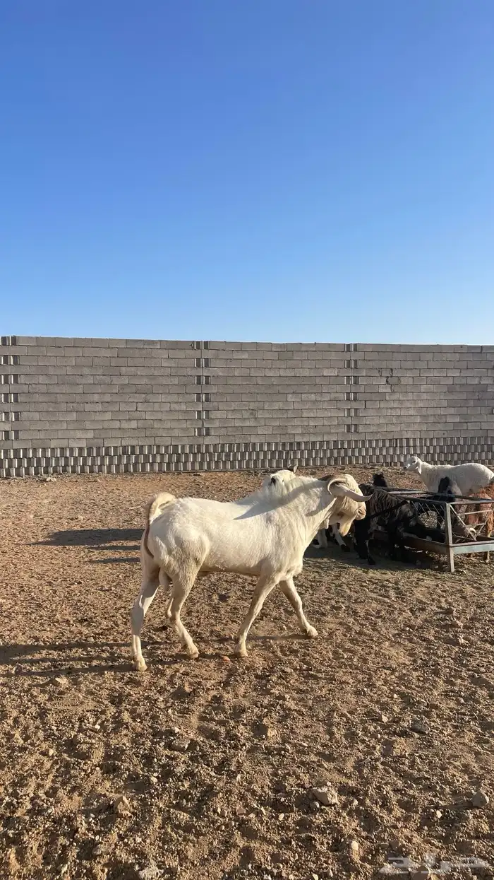 تيس ابرص صنف الصنف 2