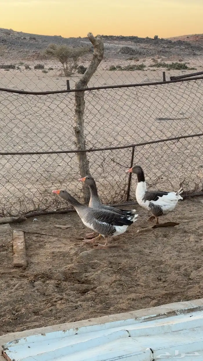 وز بلدي مهجن عراقي 0