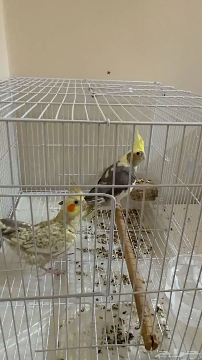 طيور كروان زوج ذكر و انثى 1