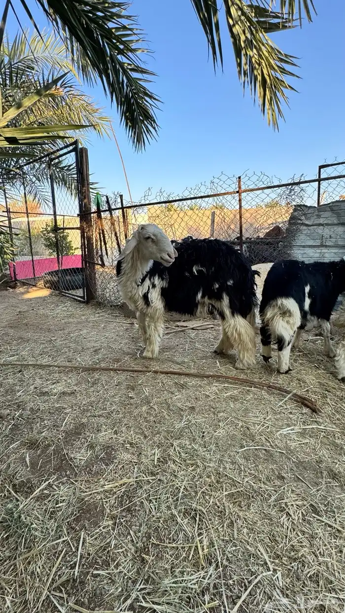 خروف نجدي للبيع 4