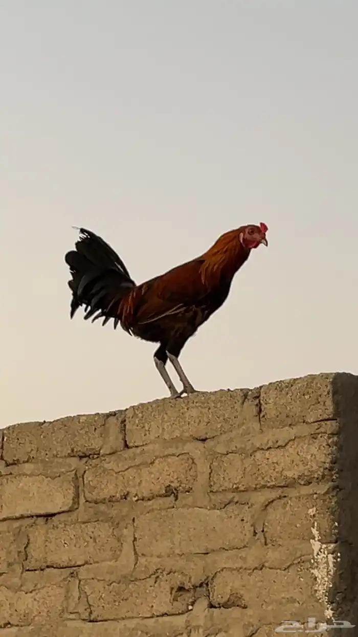 للبيع دجاج بلدي ذكور الموقع الجايزه 2