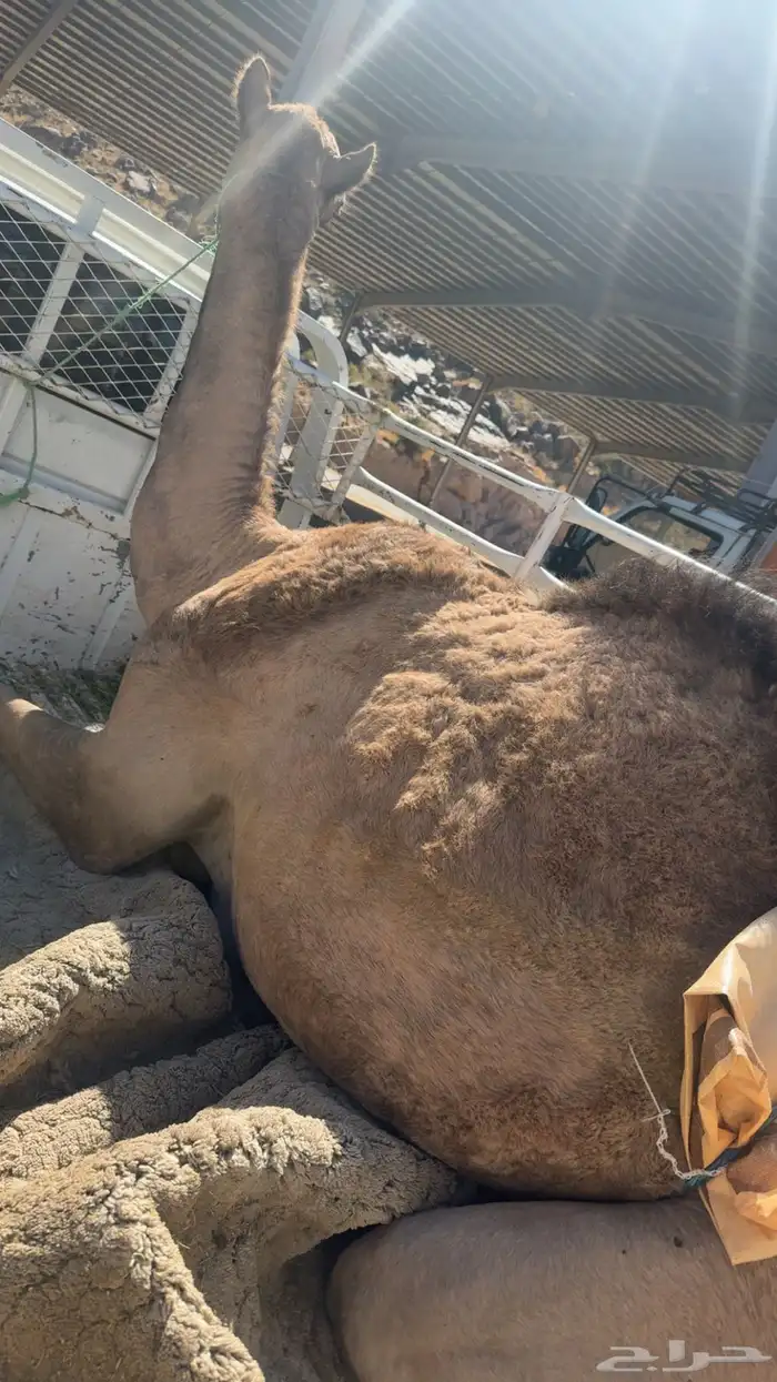 بكره سمينه للذبح عمرها سنه و اربع شهور 1