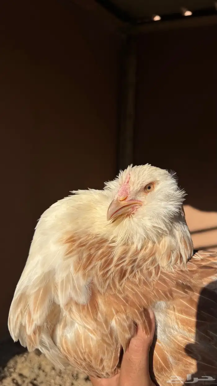 دجاج الفافيرول الفرنسي 7