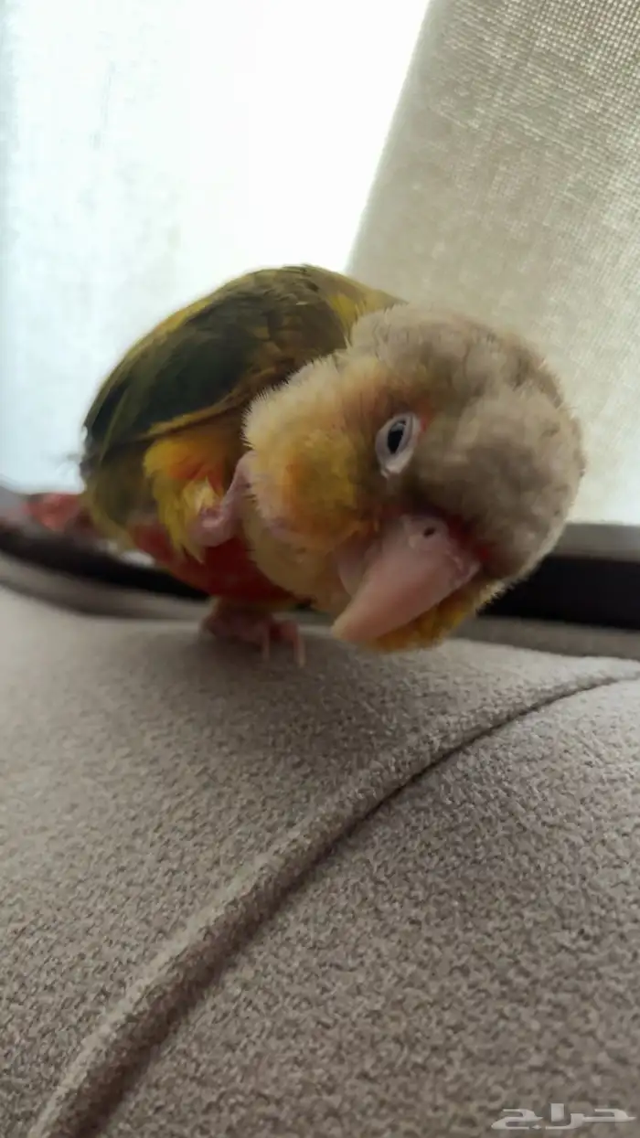 كنيور مفقود اسكان الحرس الوطني 2