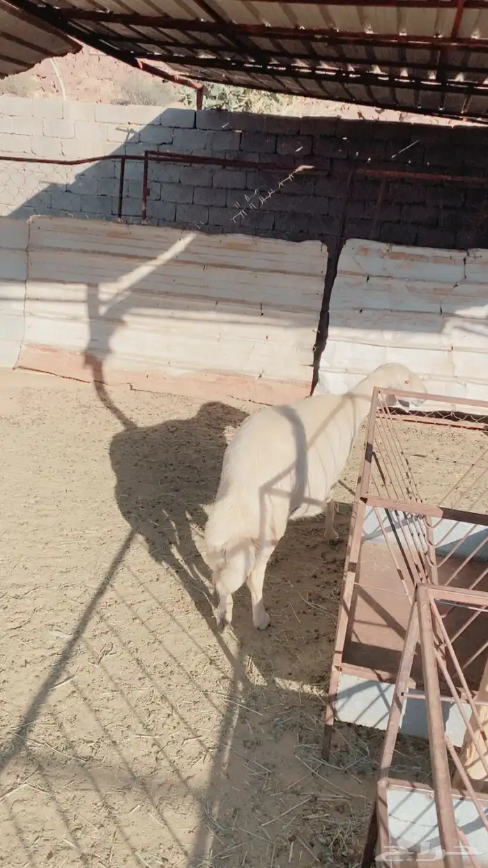 نعجه مسوي حايل 1