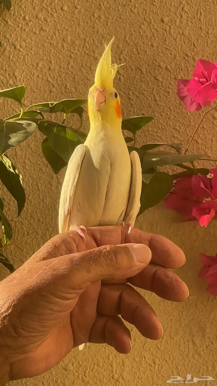 كروان لاتينو أليف حمامه ومفطوم تم البيع 7