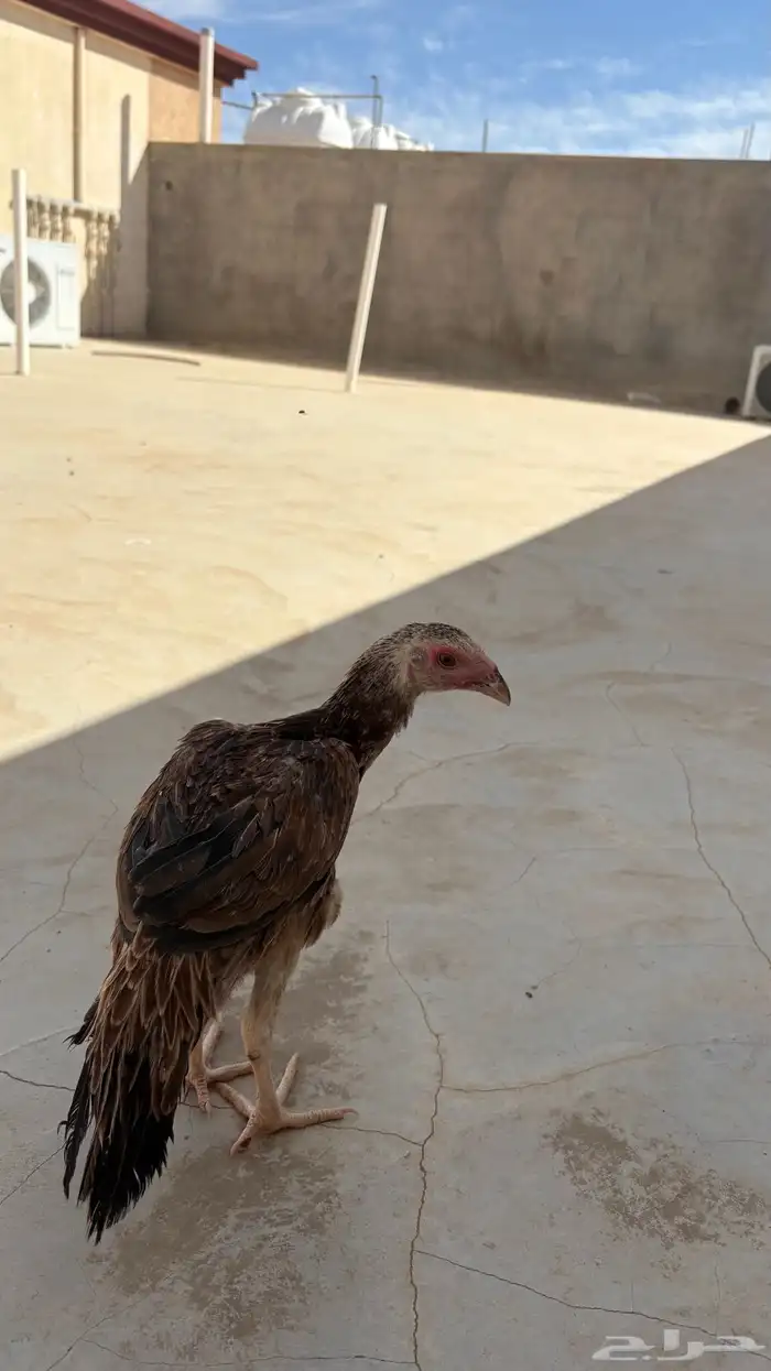 دجاج باكستاني للبيع 0