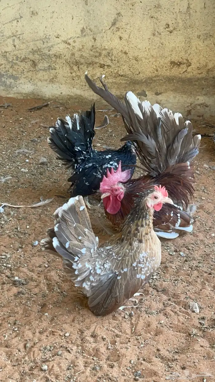 بيض دجاج زينة مخصب بإذن الله 35