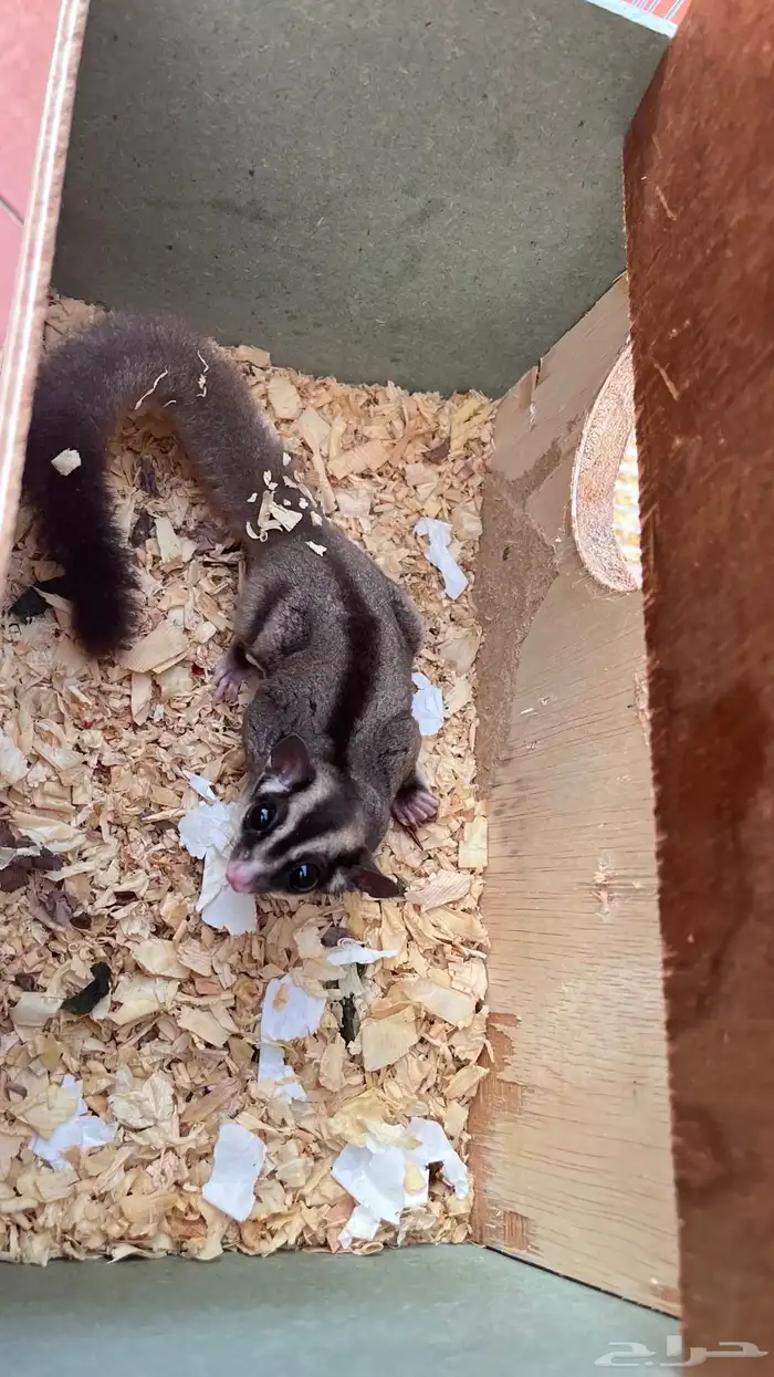 سنجاب الطار اثنين انثى و ذكر 3