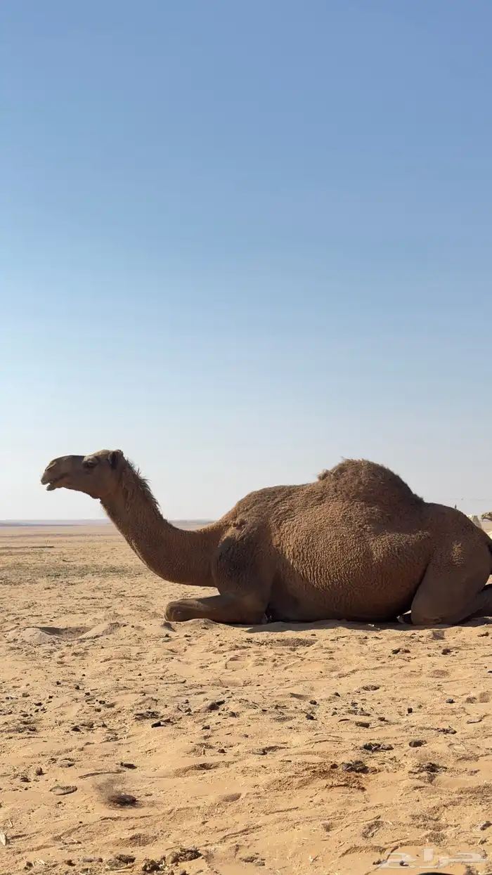 شعلا لقحة حليبها سكر ام ثالث 0