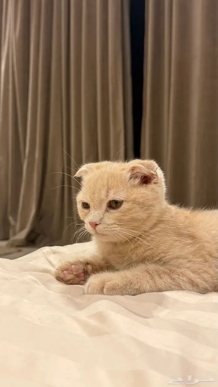 هرة سكوتش فولد 9