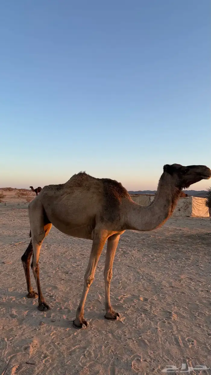 ناقه ضروبه 1