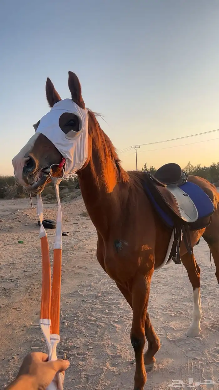 حصان شعبي طيب 2