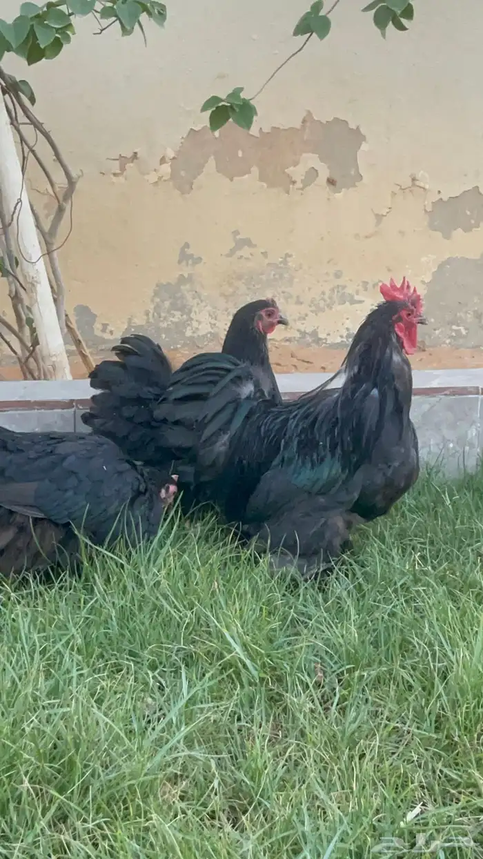 بيض دجاج زينة مخصب بإذن الله 24