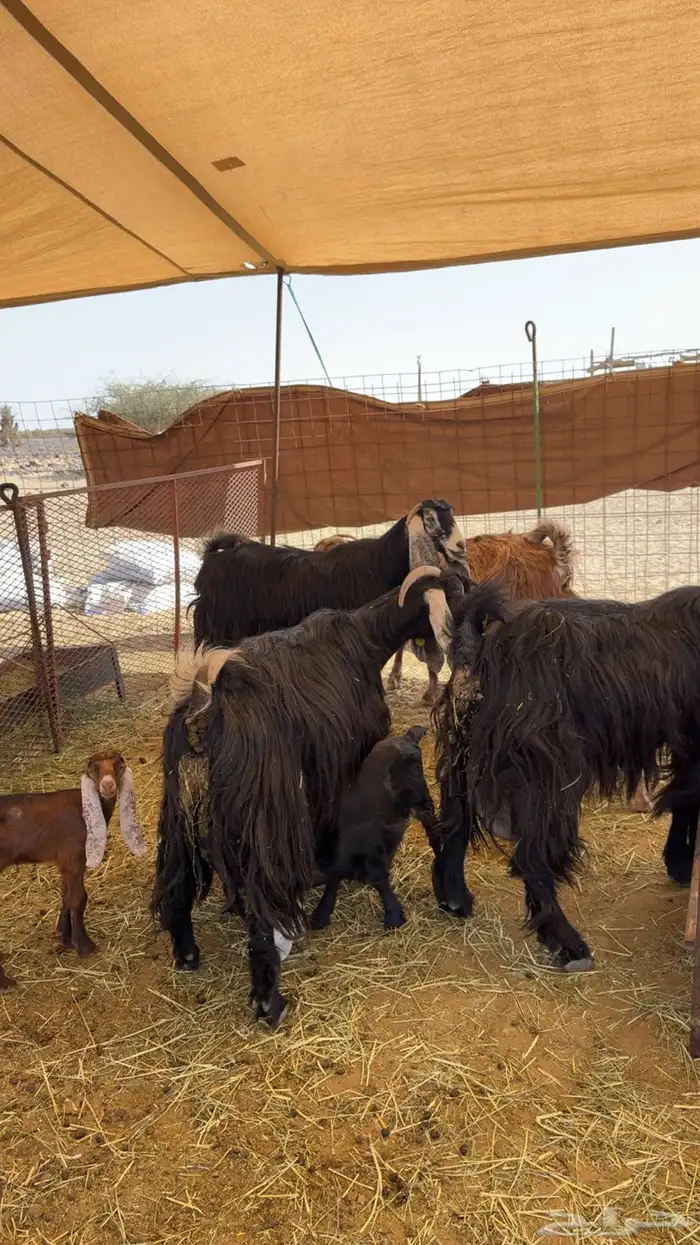 معزاء عوارض كفو 1