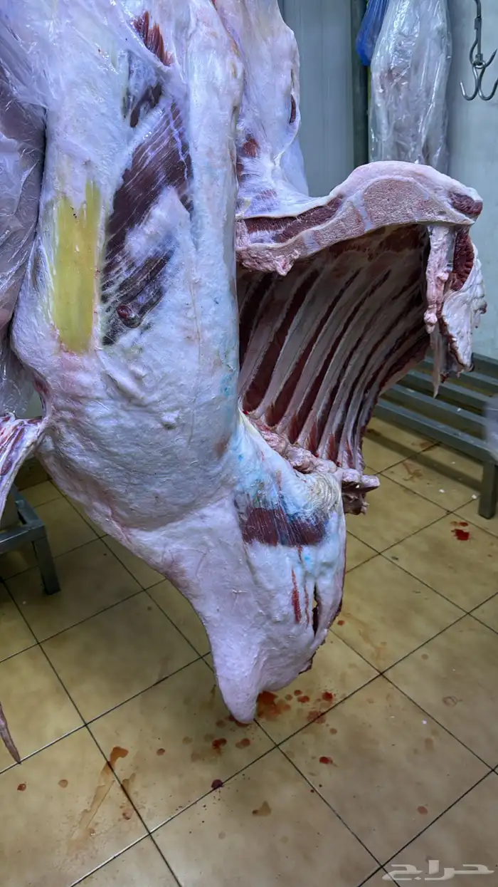 نعيمي بلدي جبر   حاشي بلدي لباني 4