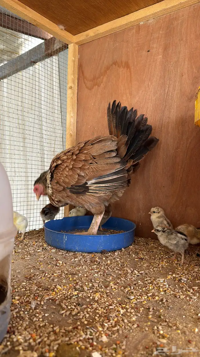 دجاجه مفرخه عليها 9 فروخ 3