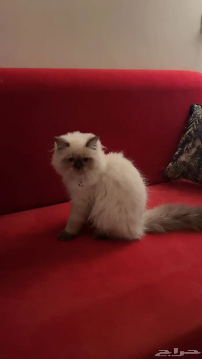قطط للبيع مع اغراضها 4
