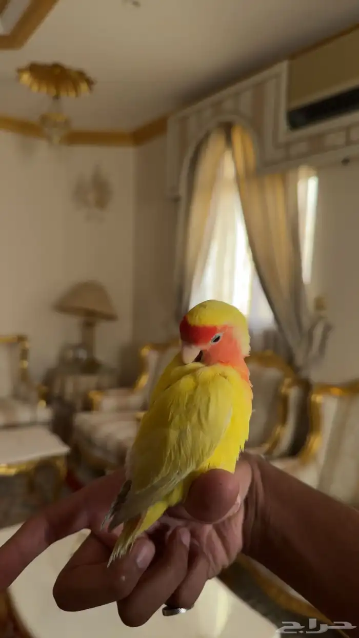 روز لاتنيو اليف وهدد (( فاخر من الآخر )) 1