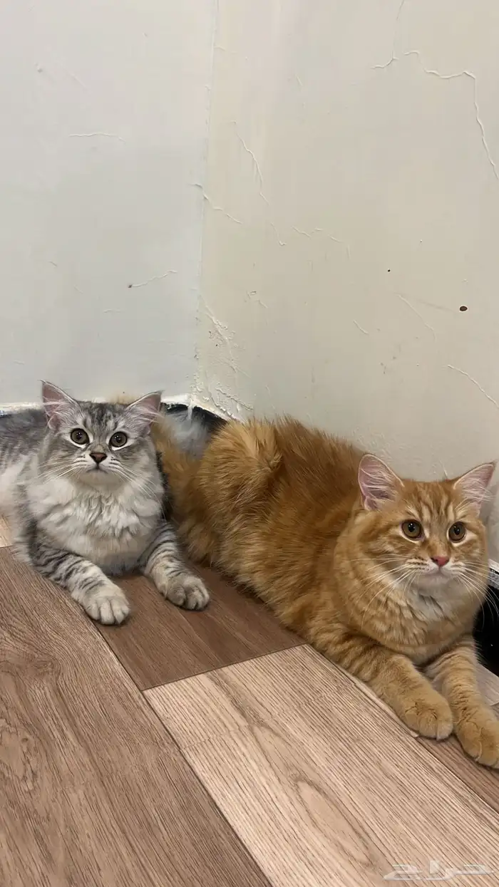 قطط للتبني 2