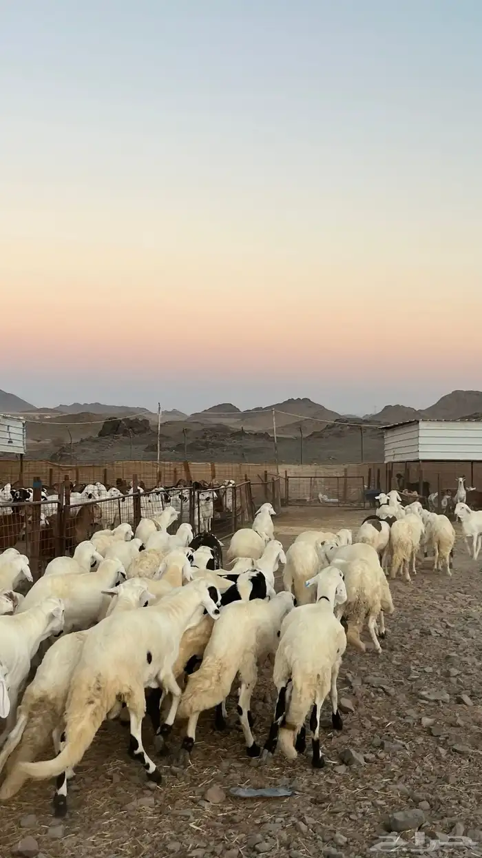 طليان سواكن جادعان مرابى فاخر 6