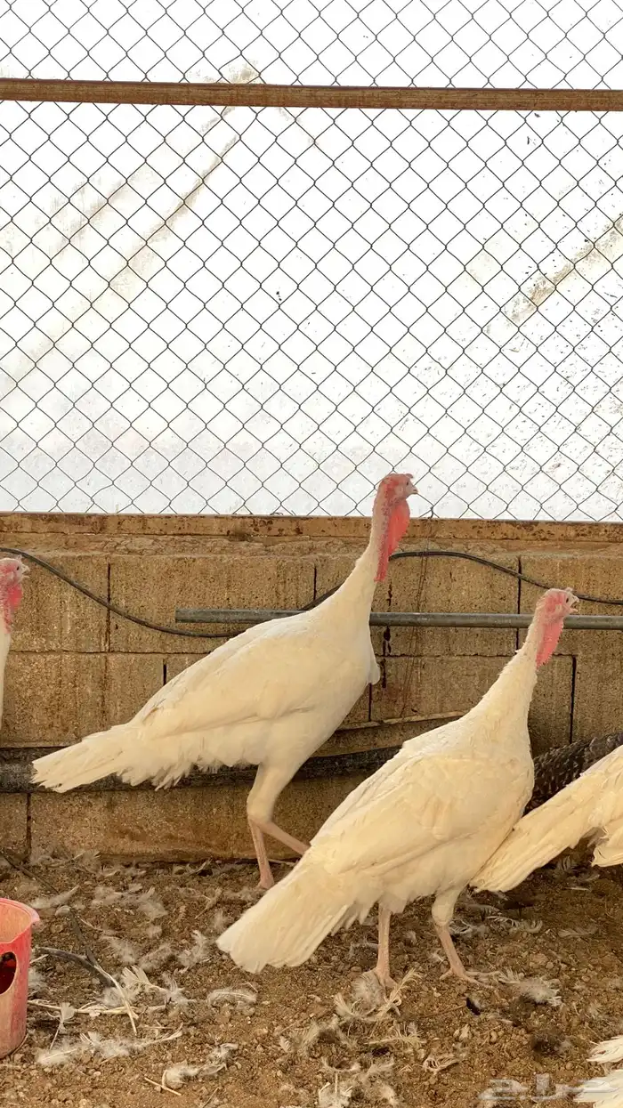 للبيع ذكور رومي 0