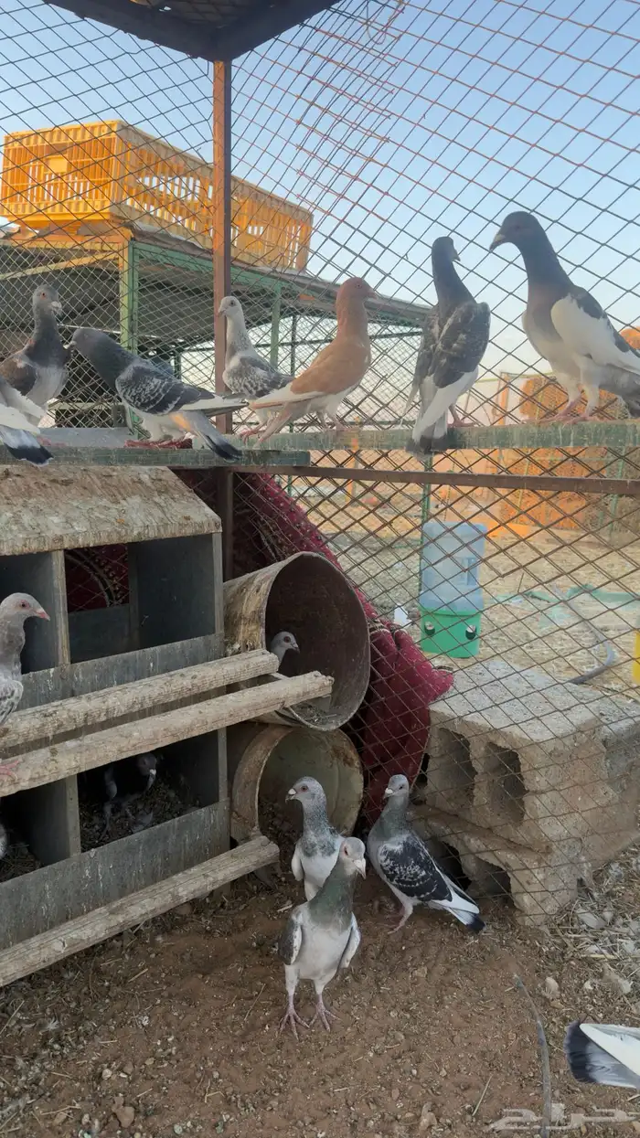 حمام زاجل الماني 5