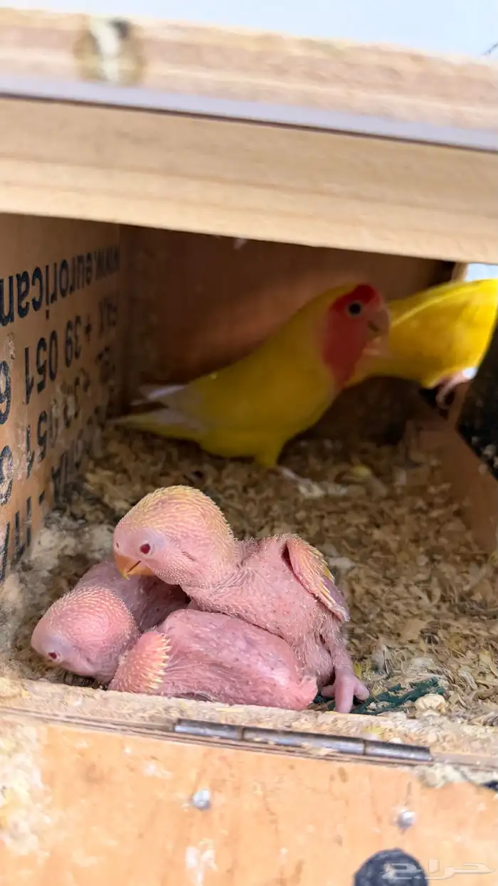 فروخ روز العدد 3 فقط النتلج البيع 0