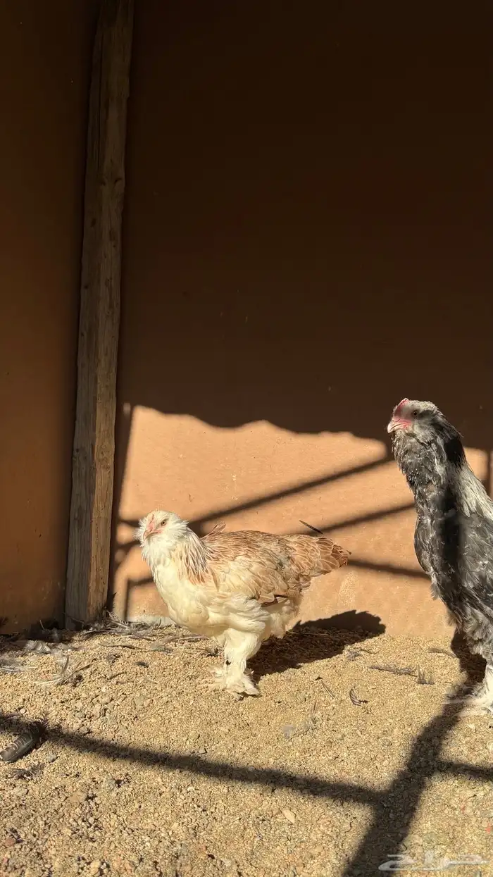 دجاج الفافيرول الفرنسي 6