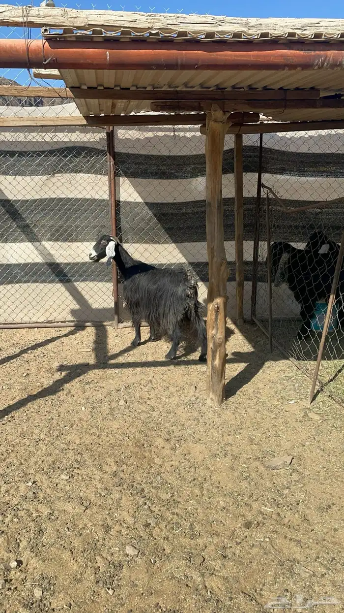 عنز عارضيه مضرع 4