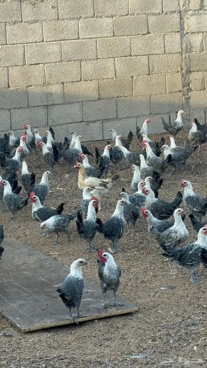 دجاج فيومي 0