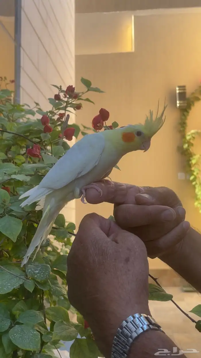 كروان لاتينو أليف حمامه ومفطوم تم البيع 6