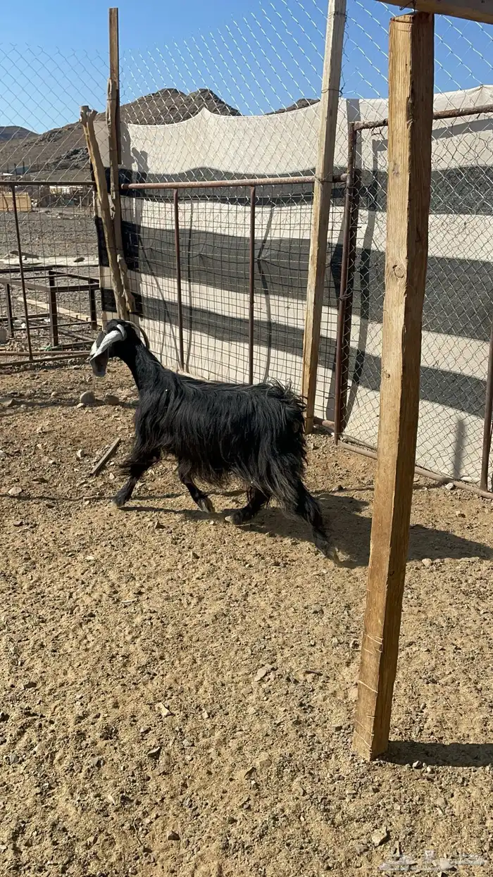 عنز عارضيه مضرع 3