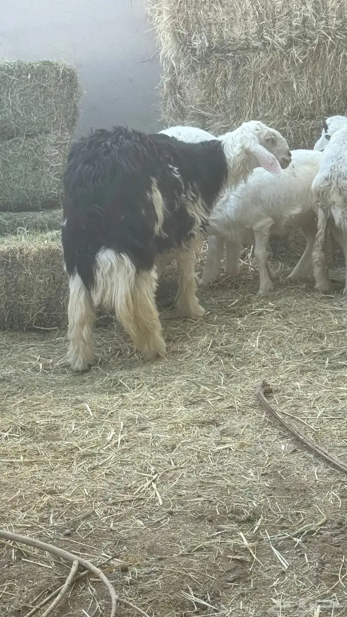 خروف نجدي للبيع 6