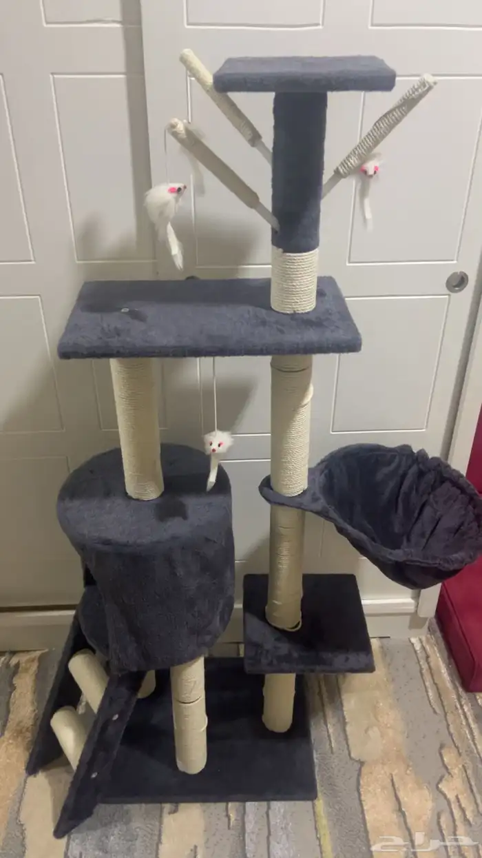 قطط للبيع مع اغراضها 6