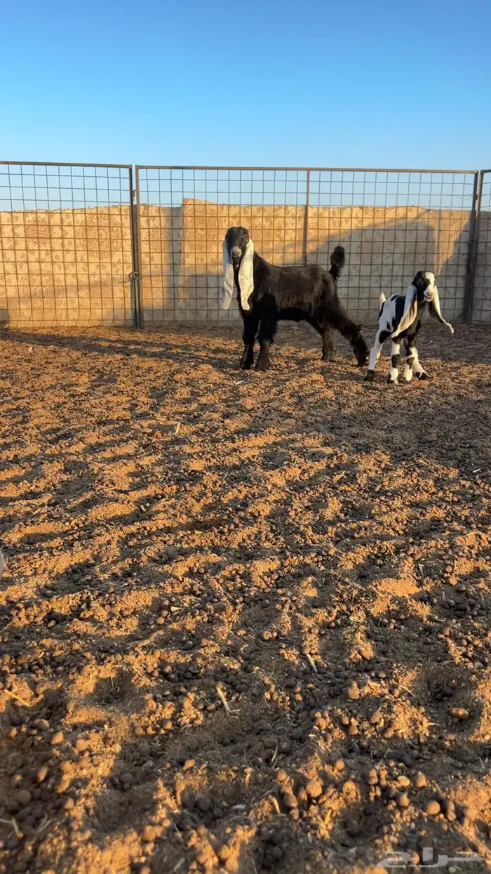 للبيع تيس مشروع فحل عارضي 1