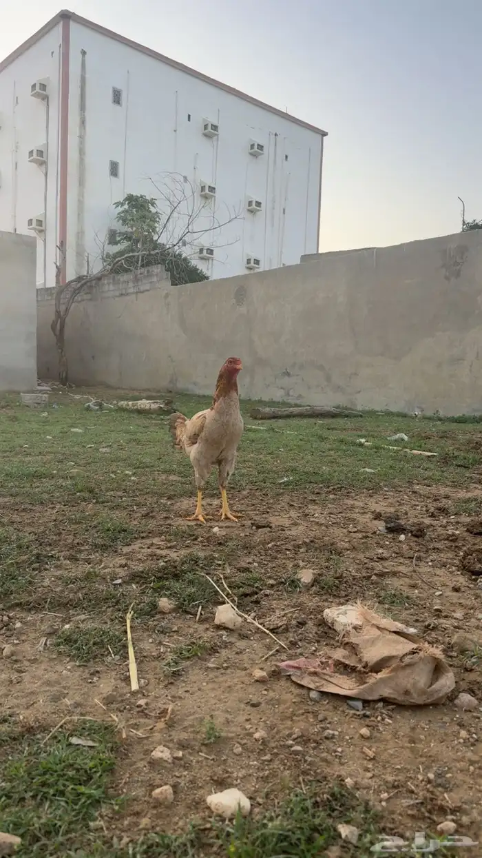 دجاج باكستاني تب 0