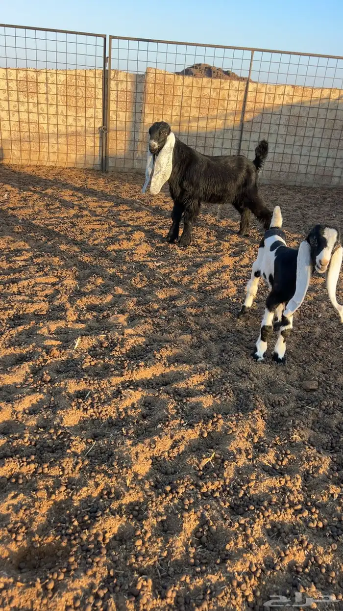 للبيع تيس مشروع فحل عارضي 0