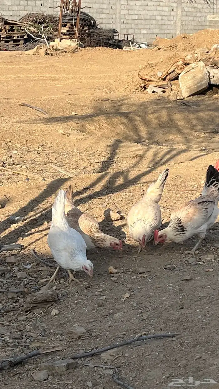 دجاج شوكي اصيل 4