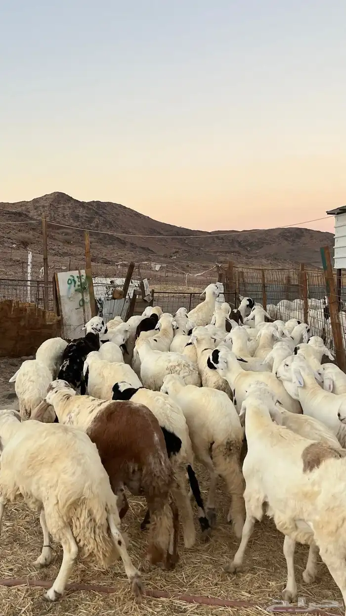 طليان سواكن جادعان مرابى فاخر 9