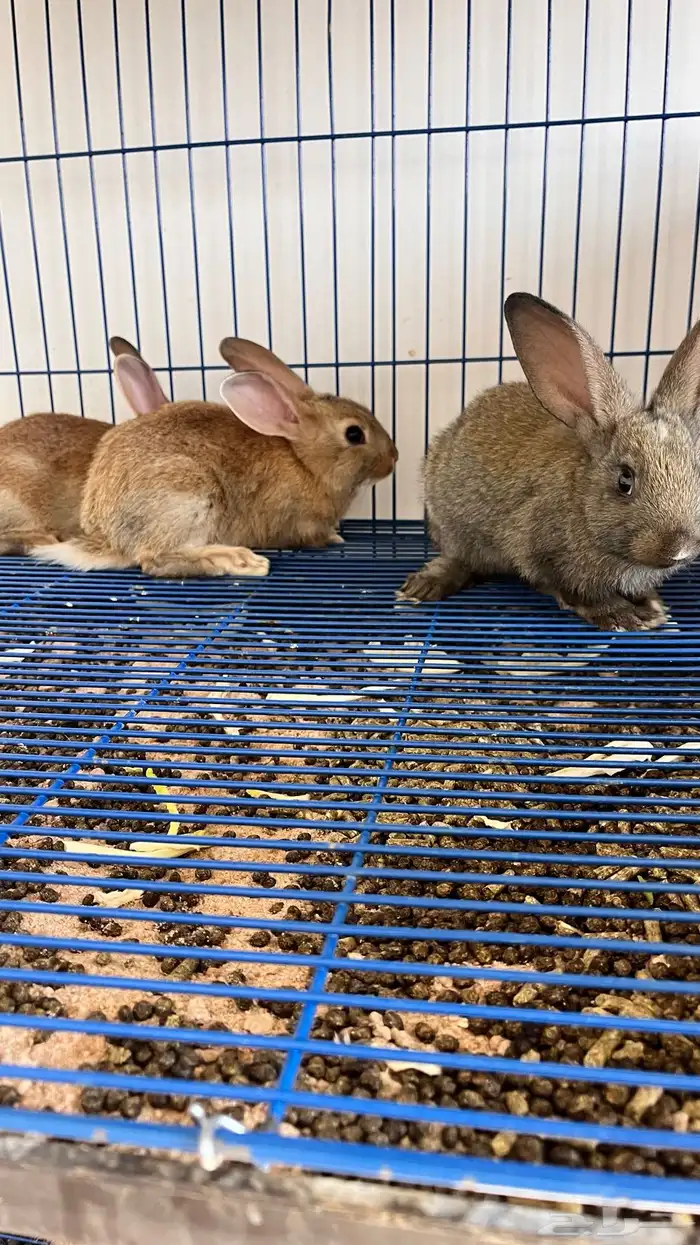 أرانب صغيره 2