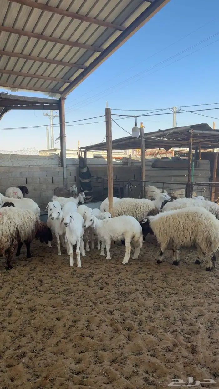 ذبائح للبيع 2