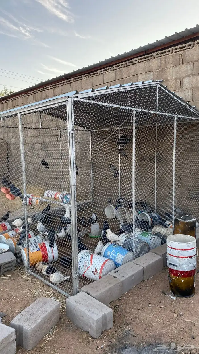 حمام بلدي و زاجل وكشكي مخلط مع الشبك والسطول 5