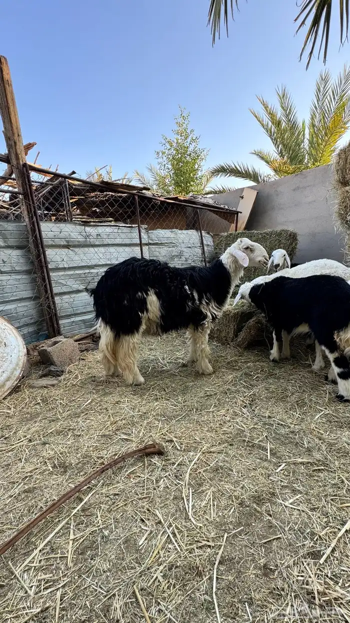 خروف نجدي للبيع 7