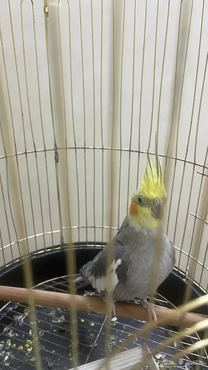 للبيع كروان نورمل انثى للانتاج نص ولافه 0