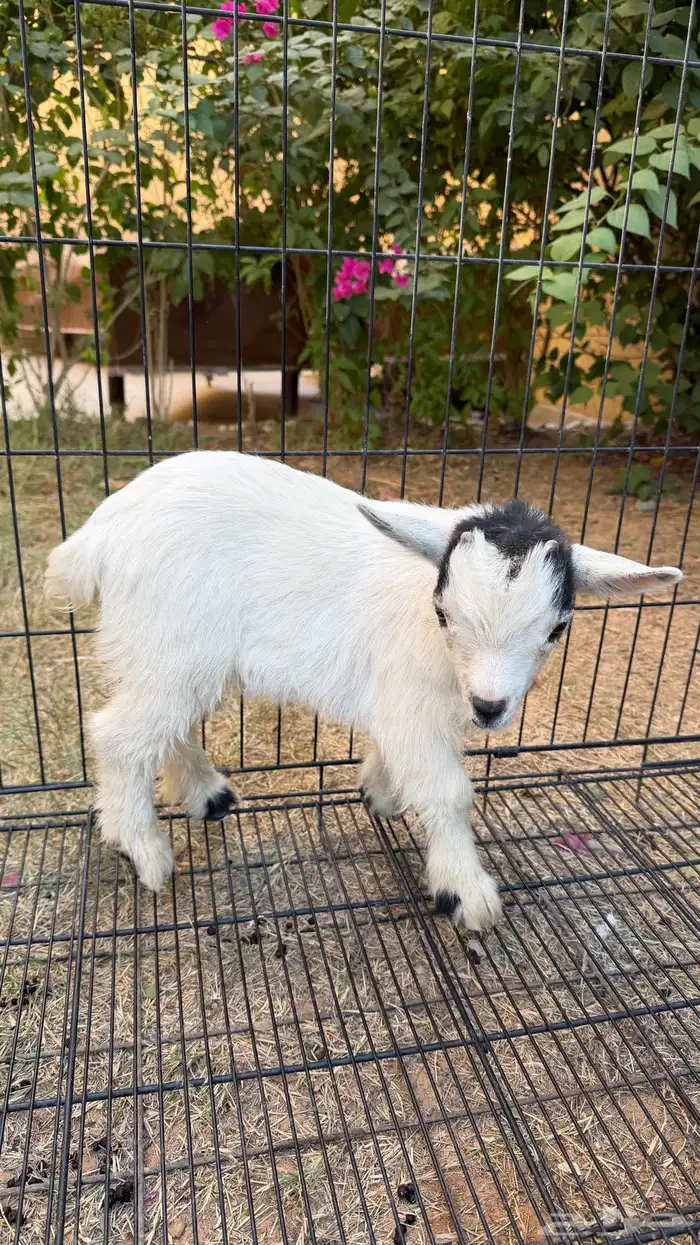 تيس ماعز قزم (تم البيع) 6