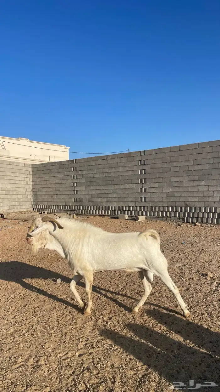 تيس ابرص صنف الصنف 0