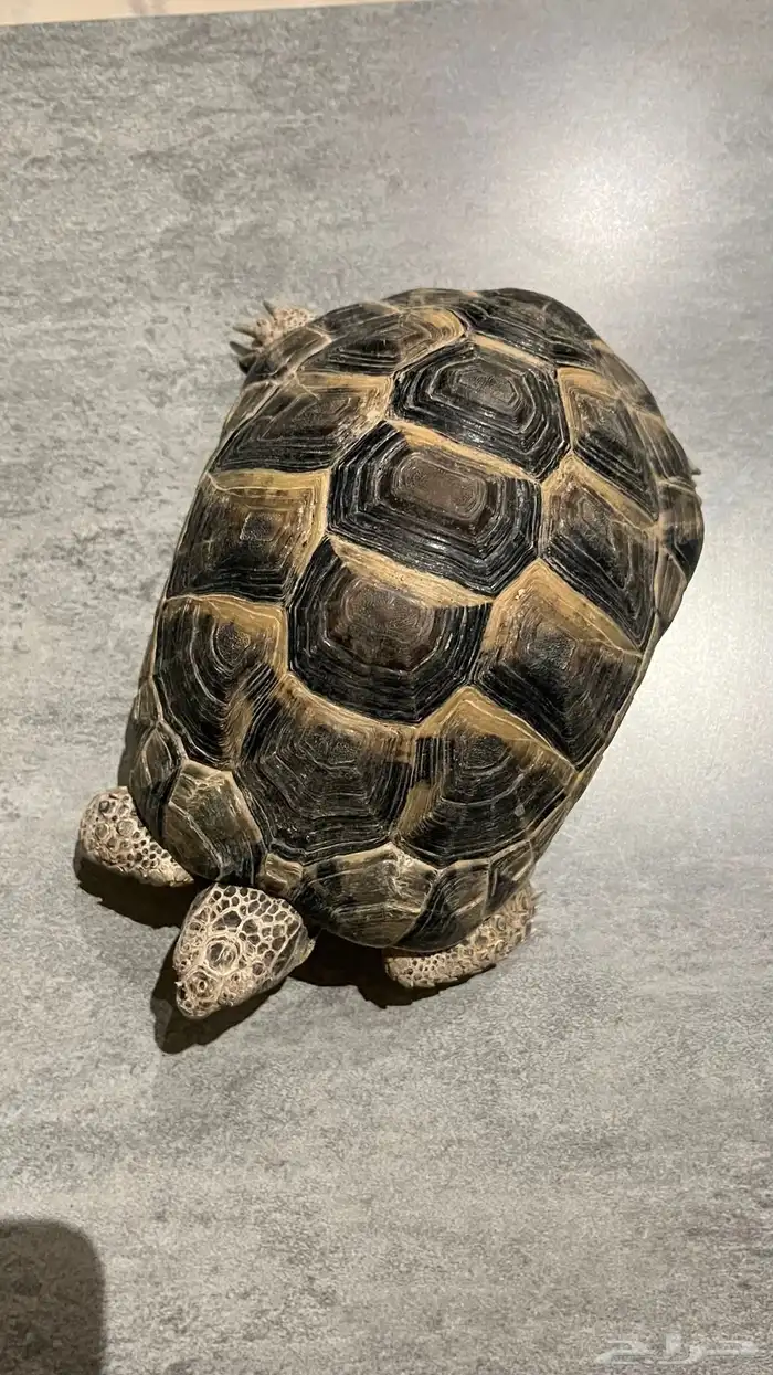 سلحفاه كبيره للبيع 0